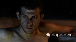 Hippopotamus — foto 4
