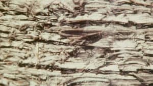 Bark-Rind — foto 6