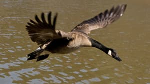 Le Peuple migrateur — foto 4