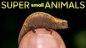 Super Small Animals — foto 1