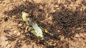 Ant Attack — foto 1