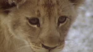 The Lions of Etosha — foto 1