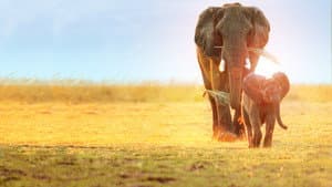 Whispers: An Elephant's Tale — foto 1