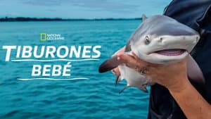 Tiburones bebé — foto 10