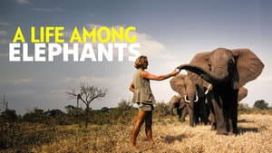 A Life Among Elephants — foto 10