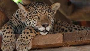 Jaguars, nés pour être libres — foto 1