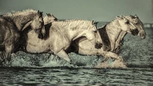 Le Songe Des Chevaux Sauvages — foto 1