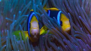 Protecting Paradise: The Story of Niue — foto 1