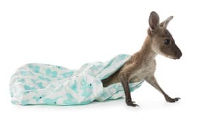 Raising Joey — foto 1