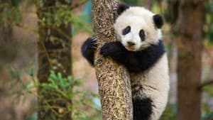 Nacidos en China — foto 12