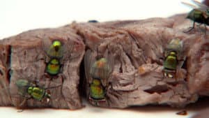 The Great Australian Fly — foto 5