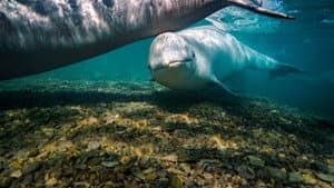 Secretos de las Ballenas — foto 12
