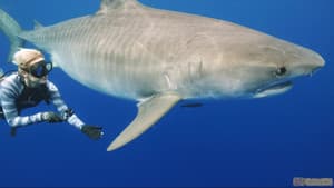 Saving Jaws — foto 1