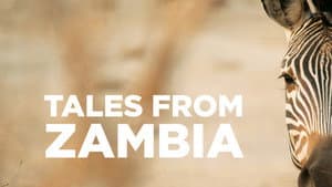 Relatos de Zambia — foto 1