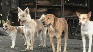 มะหมา 4 ขาครับ — foto 2