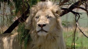 White Lion — foto 1