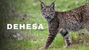 Dehesa: el bosque del lince ibérico — foto 1