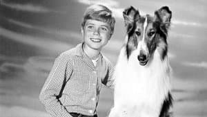 Lassie — foto 1