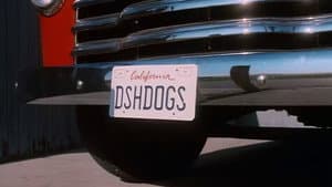 Dish Dogs — foto 2