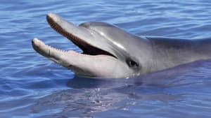 Dolphins: Is Our Love Too Deep? — foto 1