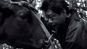 黒の牛 — foto 5