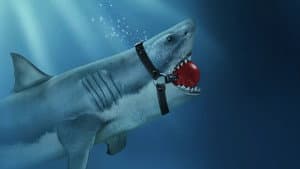 Shark Lords — foto 1