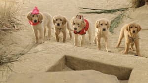 Buddies: Cazadores de Tesoros — foto 1