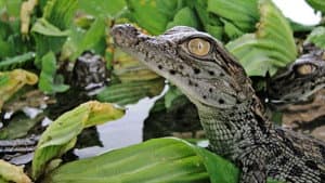 Battle of the Swamp Dragons — foto 1