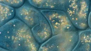 Journey to the Microcosmos — foto 8