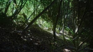 El pütì pèrs — foto 1