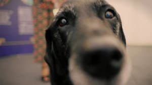 A Dog Called Laura — foto 1
