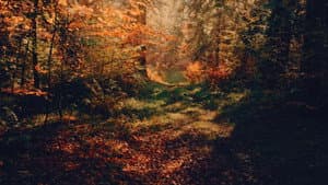 Voir l'automne, une saison en France — foto 2