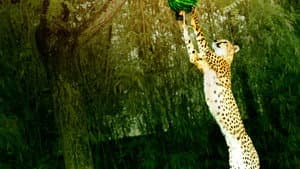Big Cat Games — foto 4