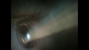 Une Muse — foto 2