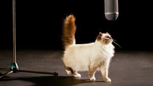 The Story of Cats — foto 1