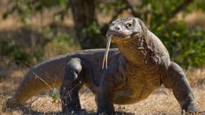 Asia's Wild Secrets — foto 2