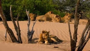 Desert Warriors: Lions of the Namib — foto 1