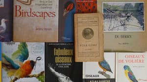 Langue des oiseaux — foto 8