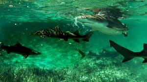 Shark Gangs — foto 1