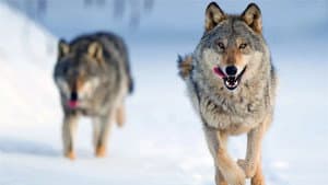 Wolf — foto 7