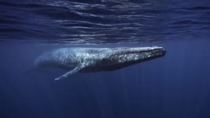 Whales in Crisis — foto 1