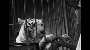 Crónica de una muerte animal — foto 2