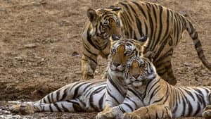 Tigres — foto 9