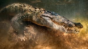 The Croc That Ate Jaws — foto 4