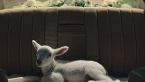 Stray Sheep — foto 1