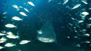 Deep Sea 3D — foto 1