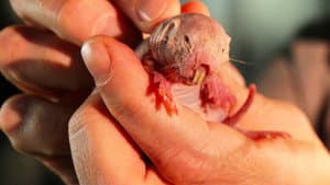 Naked Molerat: Nature’s Weirdest Superhero — foto 2