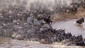 Incredible Animal Journeys — foto 3