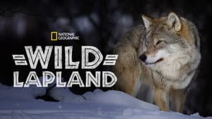 Wild Lapland — foto 1