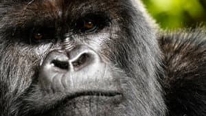 Una historia de gorilas contada por David Attenborough — foto 2